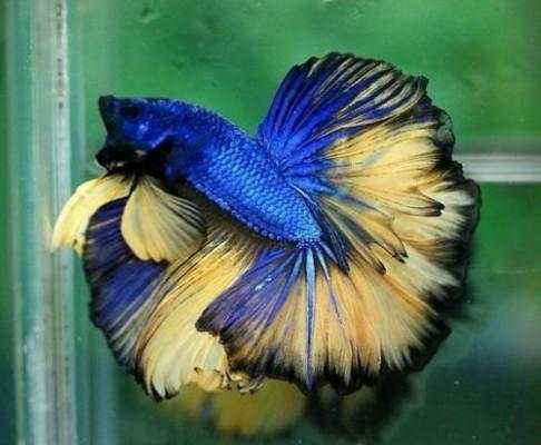 Betta Fish 3D screenshot 5