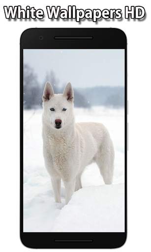 White Wallpapers HD screenshot 5
