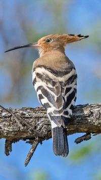 The Hoopoe Bird Wallpapers HD screenshot 4