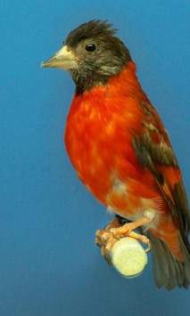 Siskin Wallpapers screenshot 4