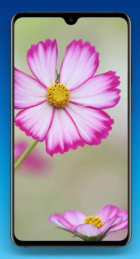 Beautiful Flower Wallpaper HD screenshot 3