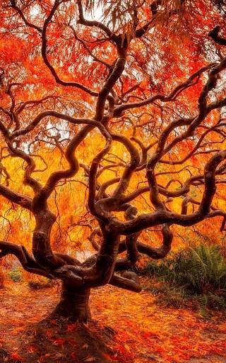 Autumn Live Wallpaper HD screenshot 6