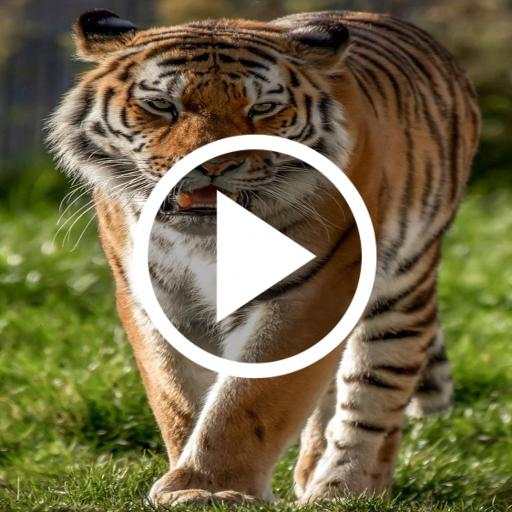 Tiger Video Live Wallpaper 1.7