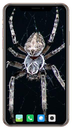 Spider Wallpaper screenshot 7