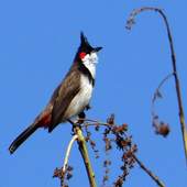 Bulbul Wallpapers 1.0