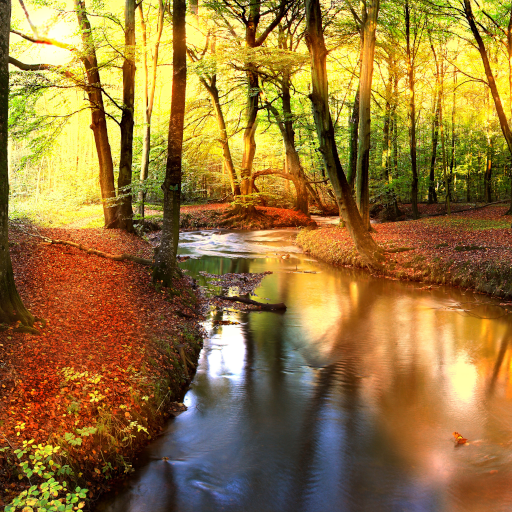 ikon Autumn Forest Live Wallpaper