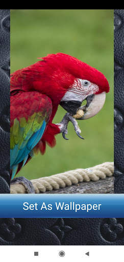 Bird Wallpaper Full HD screenshot 11