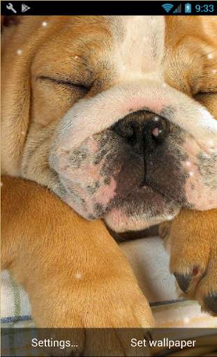 Puppies Pitbull Live Wallpaper screenshot 5
