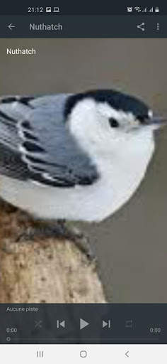 Bird Sounds screenshot 4
