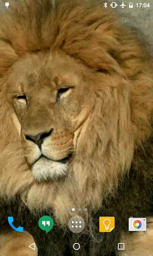 Lion HD Live Wallpaper 3 تصوير الشاشة