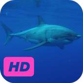 Dangerous Shark Video Live Wallpaper logo