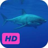 Dangerous Shark Video Live Wallpaper 1.0