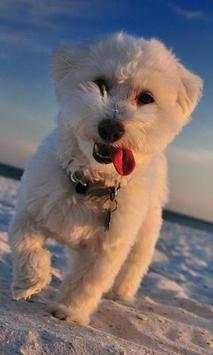 300.Free Funny Dog Pictures HD screenshot 3