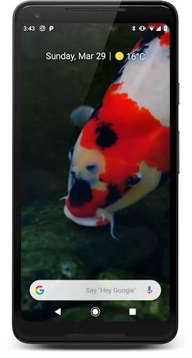 Japanese Koi Fish Wallpaper screenshot 3