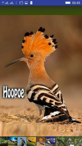 Bird Sounds screenshot 11