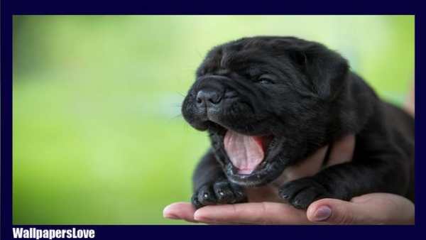 Shar Pei Wallpaper screenshot 1