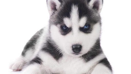 Siberian Husky Wallpapers : backgrounds hd screenshot 16