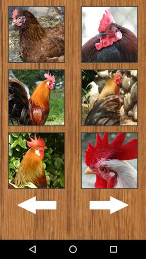 Funny Chicken Rooster Sounds screenshot 2