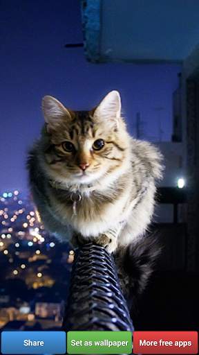 Cute Kitty Cats HD Wallpapers screenshot 6