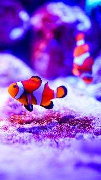 Aquarium Wallpaper HD Free screenshot 9