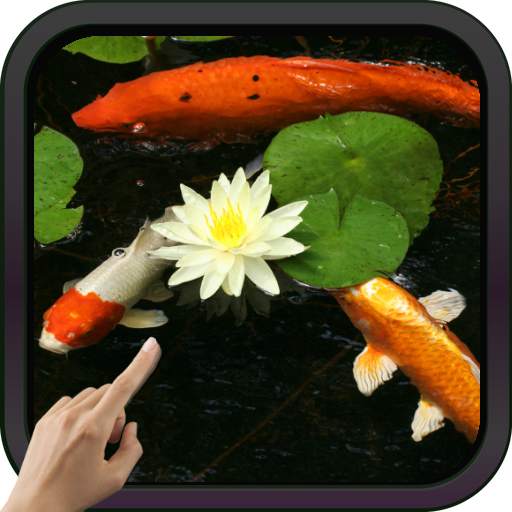 Koi Fish Video Live Wallpaper 2.0