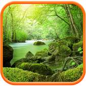 Jungle HD Wallpaper 1.1