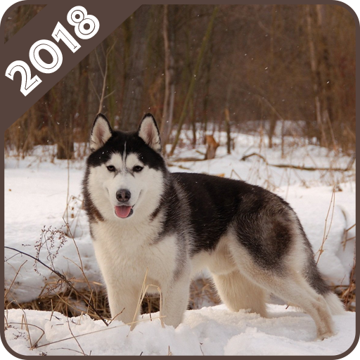 Husky Wallpaper icon