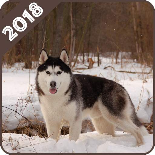 Husky Wallpaper 1.0