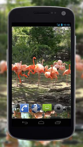 4K Flamingo Video Live Wallpapers screenshot 4