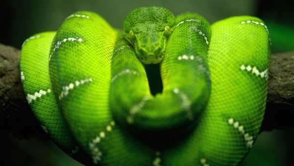 Snake Live Wallpaper - backgrounds hd 6 تصوير الشاشة