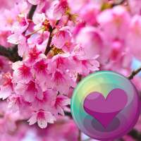 Sakura Cherry Blossoms HD Wall