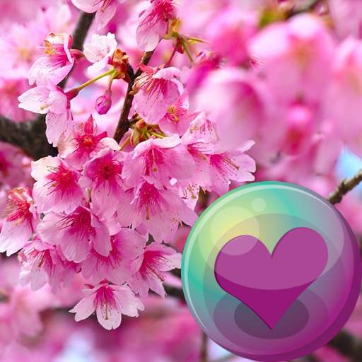 Sakura Cherry Blossoms HD Wall 2.1.15
