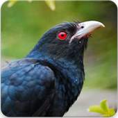 Asian Koel Bird Sounds 1.1