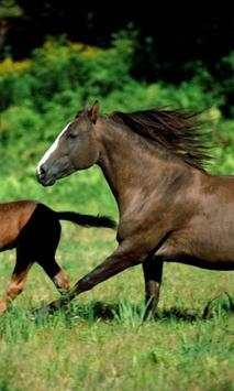 Horse wallpapers screenshot 3