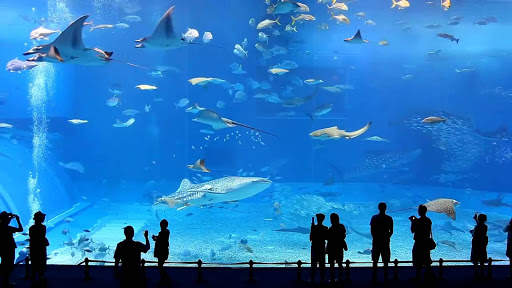 Aquarium Live Wallpaper - backgrounds hd screenshot 5