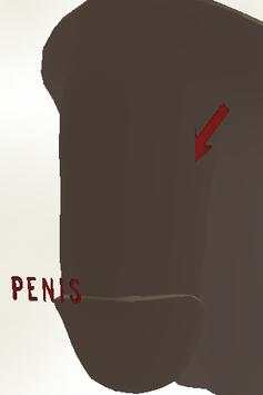 Male Reproductive System 3D screenshot 4