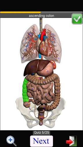 Anatomy Quiz скриншот 7