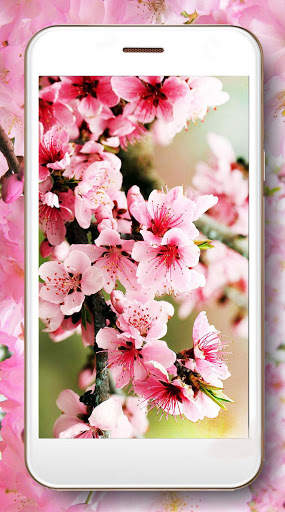 Cherry Sakura screenshot 3