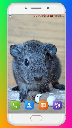 Guinea Pig Wallpaper screenshot 3