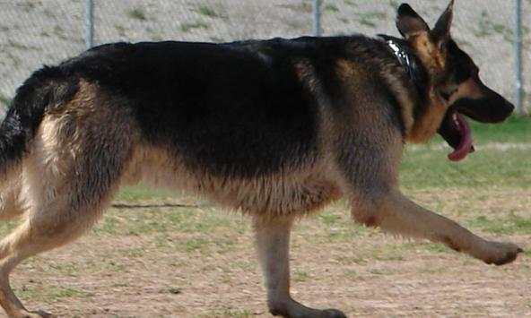 German Shepards Wallpapers screenshot 3