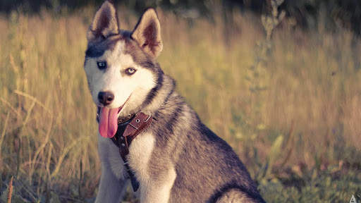Siberian Husky Wallpapers : backgrounds hd screenshot 12