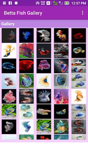 Betta Fish Wallpaper screenshot 2