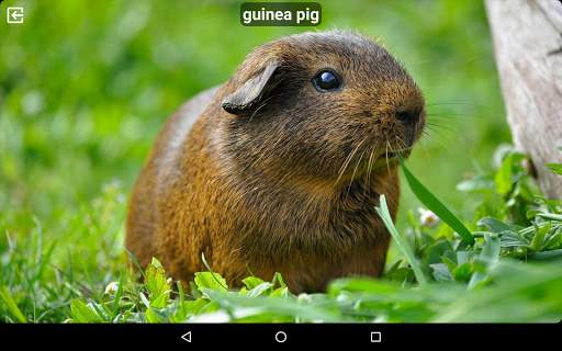 Animal Sounds Free screenshot 7