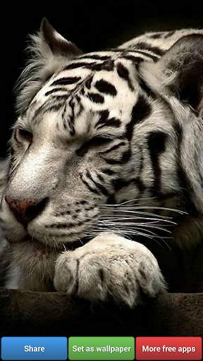 Big Cats HD Wallpapers screenshot 7