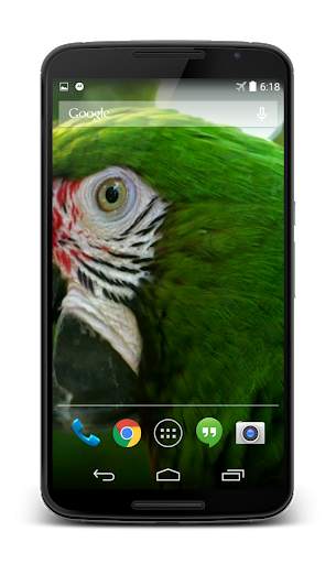 Parrot 3D Video Live Wallpaper screenshot 3