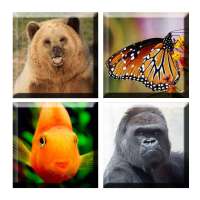 Game Edukasi Anak-Tebak Hewan on 9Apps