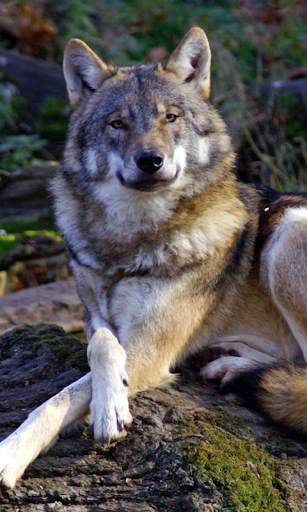 Wolf Live Wallpaper (Wallpapers & Backgrounds) screenshot 3