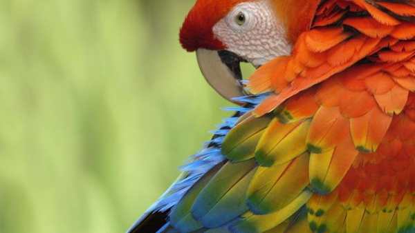 Parrot Bird Live Wallpaper screenshot 2