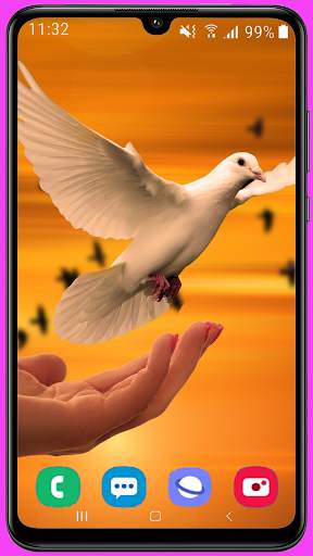 Pigeon Wallpaper Best HD screenshot 6
