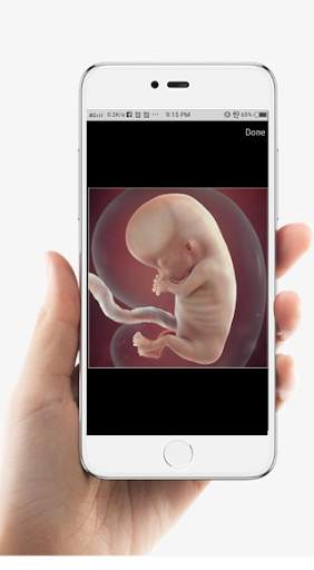 Pregnancy Development screenshot 1